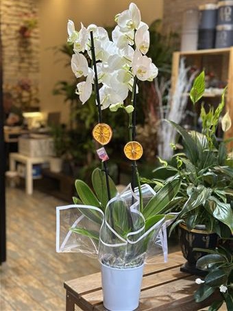 Phalaenopsis Amabilis